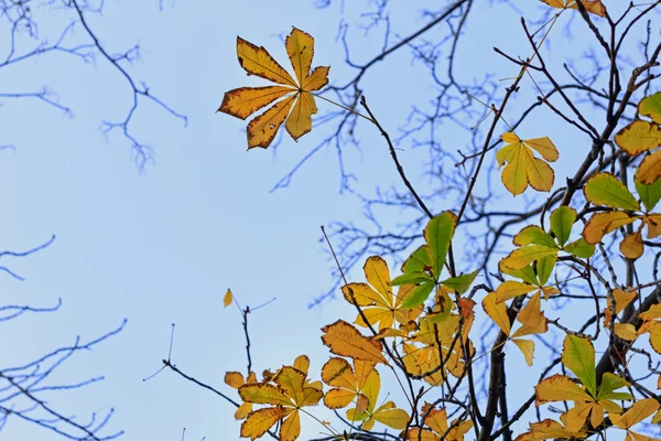 Herbst Kastanien Blätter auf blauem Himmel Hintergrund — Stockfoto