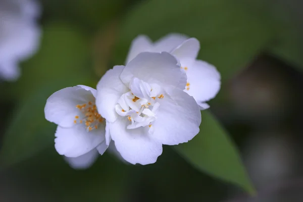 Jasmine flowers Royalty Free Stock Photos