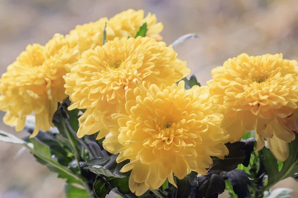 Ramo de crisantemos amarillos —  Fotos de Stock