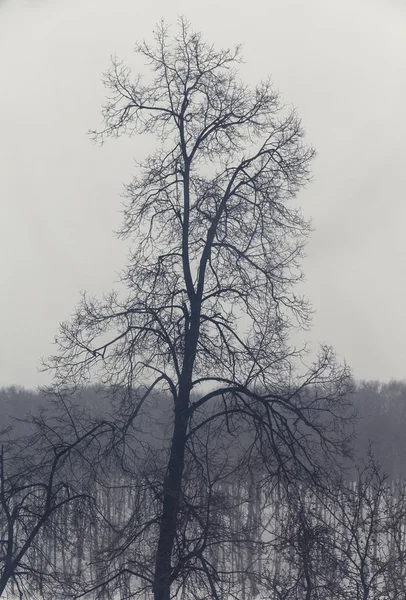 Silhouette eines hohen Baumes — Stockfoto