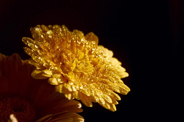 Gerberas amarillas con gotas de agua —  Fotos de Stock