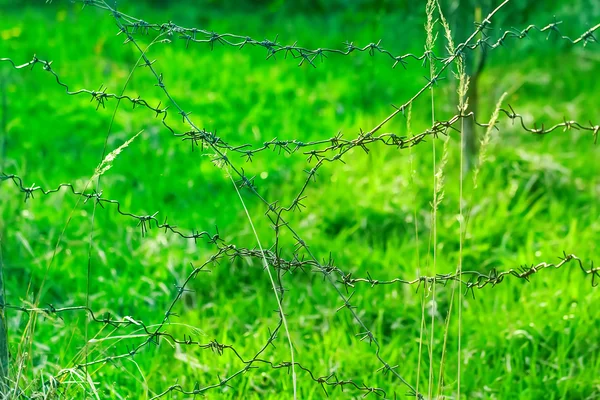 Ostnatým drátem na pozadí zelené trávy — Stock fotografie