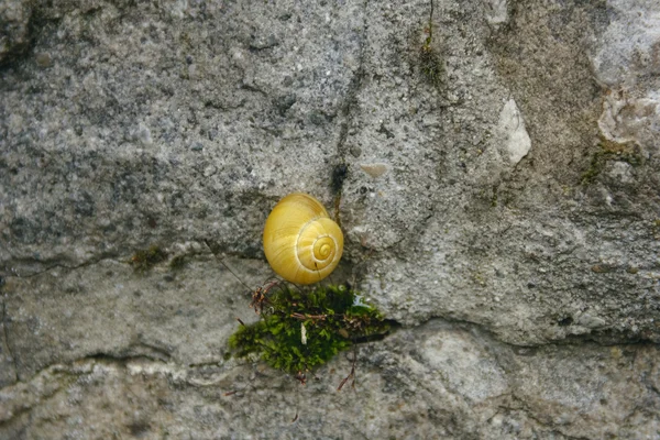 Красота скорлупа желтые улитки на серой каменной стене — стоковое фото