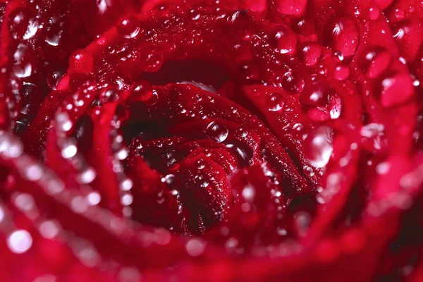 Blühende rote Rose mit Wassertropfen — Stockfoto