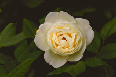 Genç Sarı Gül ışık