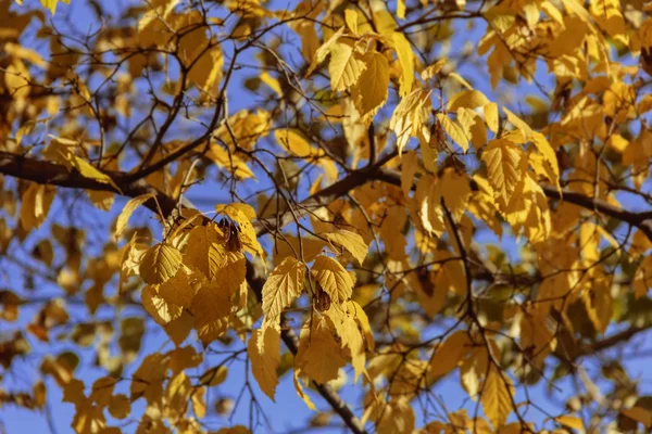 Beleza folhas amarelas de outono — Fotografia de Stock