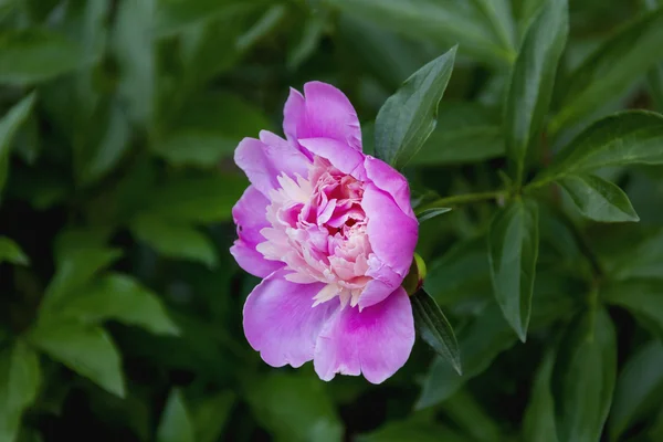 Pembe peony çiçek — Stok fotoğraf