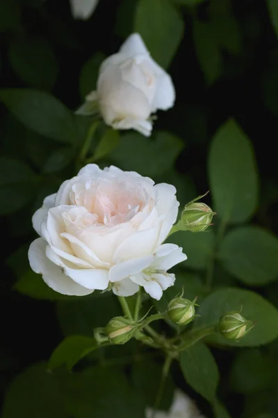 Delicate pale pink rose on the Bush — Stock Photo, Image