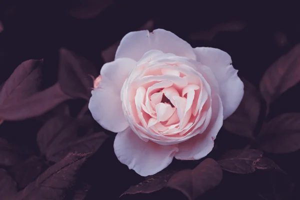 Junge hellrosa Rose — Stockfoto