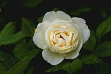 İhale genç hafif sarı gül