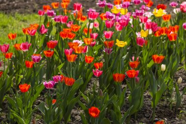 Ccolorful Lale bahçesinde