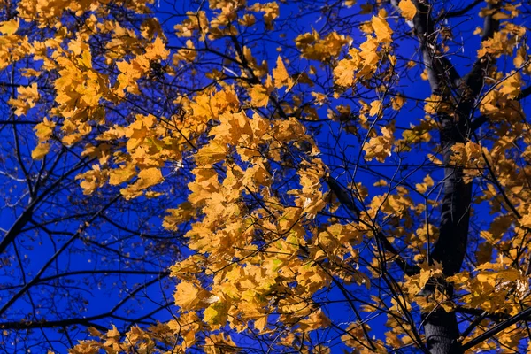 Folhas amarelas de outono em azul — Fotografia de Stock