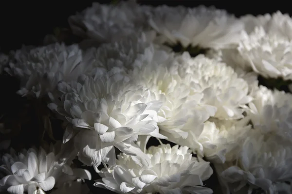 Weiße Chrysanthemen im Sonnenlicht spielen — Stockfoto