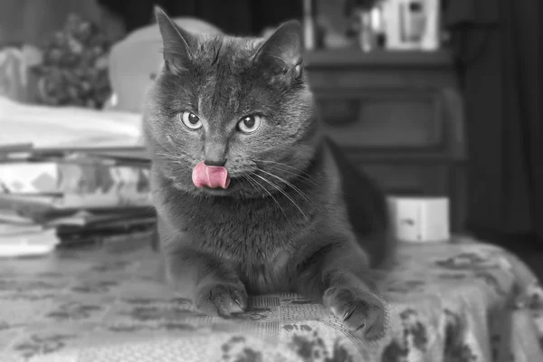 Gatto grigio con lingua rosa — Foto Stock