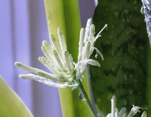 Blooming Sansevieria — Stock Photo, Image