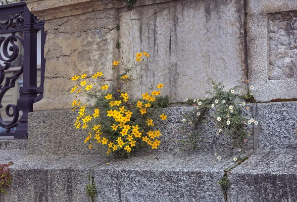 Döşeme promenade arasında büyüyen çiçek — Stok fotoğraf