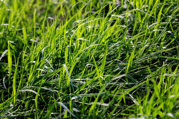 Green grass in the sunlight — Stock Photo, Image