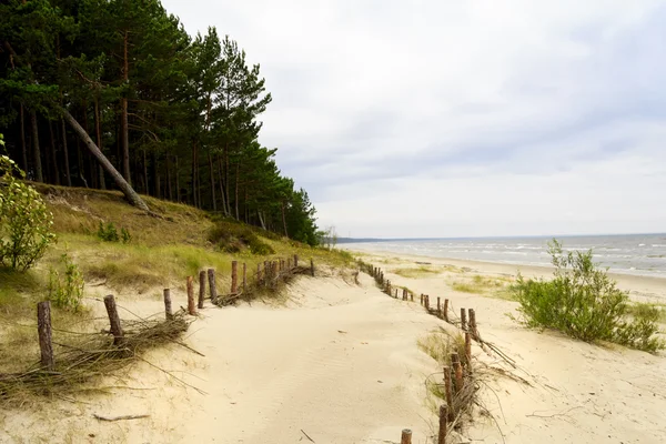 Yaz dunes Baltık Denizi kıyısında