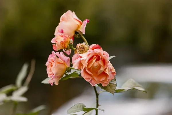 Pink roses on the bush, young and faded — Stock Photo, Image