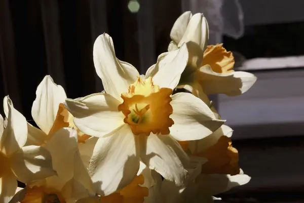 Narcisos de primavera en el día de la luz solar —  Fotos de Stock