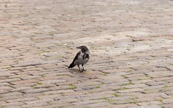 O corvo no pavimento em um dia nublado — Fotografia de Stock