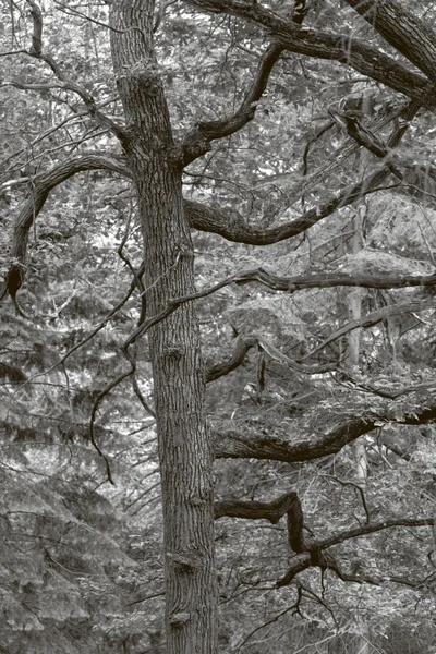 Een boomstam met takken in het bos, zwart-wit — Stockfoto