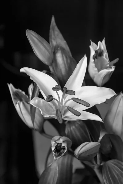 Лілія в чорно-білому — стокове фото
