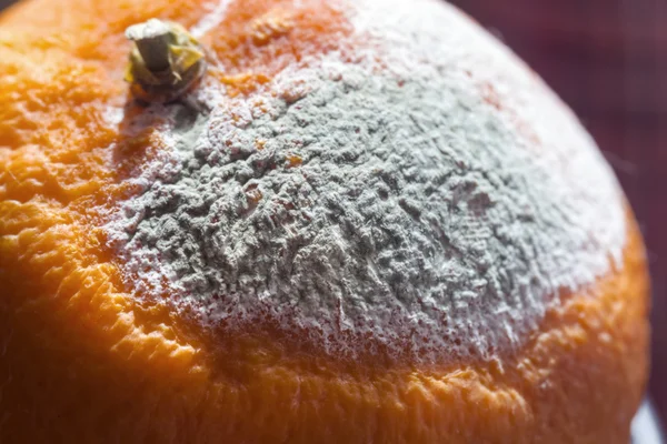 Molde cinza agradável em laranja grande — Fotografia de Stock