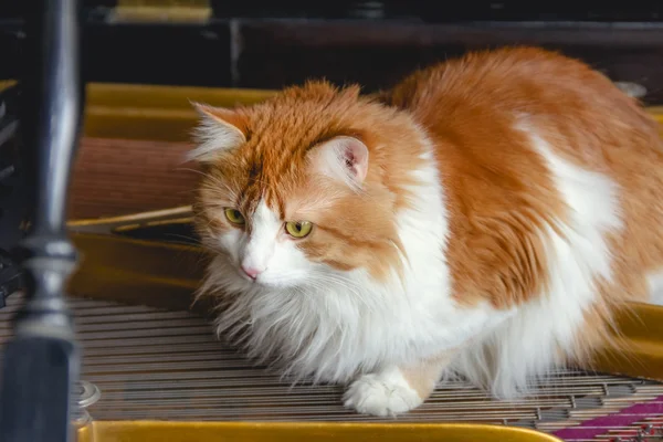 Gato rojo en cuerdas de piano —  Fotos de Stock