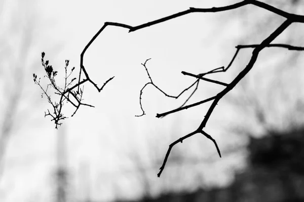 Silhuetas de ramos de inverno de uma árvore — Fotografia de Stock