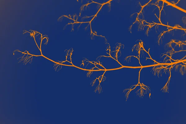 Beauty yellow tree branches against dark blue sky — Stock Photo, Image