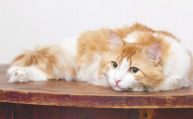 Kırmızı düşünceli kedi tablodur