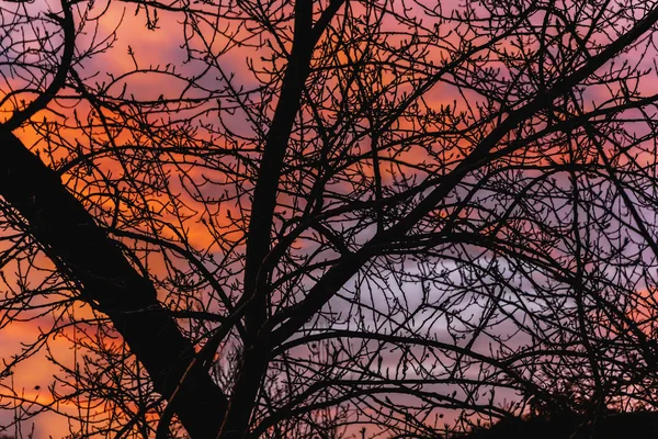Větve stromů na pozadí zimní obloha při východu slunce — Stock fotografie