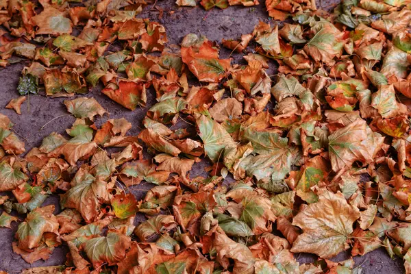 Kleurrijke herfst droge bladeren op de grond — Stockfoto