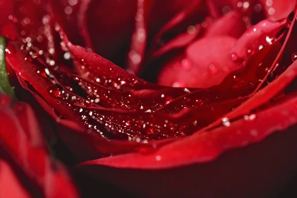 Rose with water drops — Stock Photo, Image