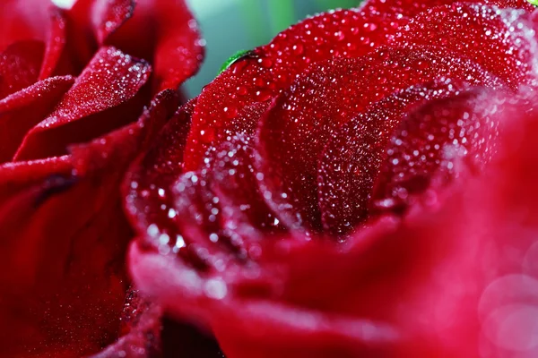 Rosenblätter mit Wassertropfen — Stockfoto