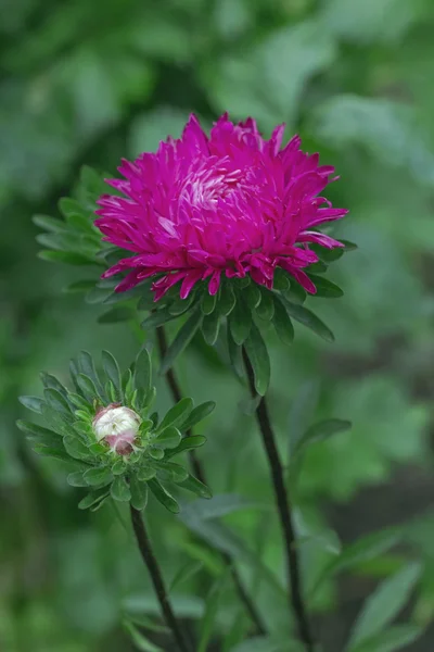 Темно-рожева астра в саду — стокове фото