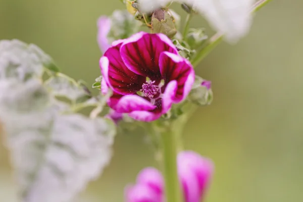 Pink bud of mallow — Stock Photo, Image