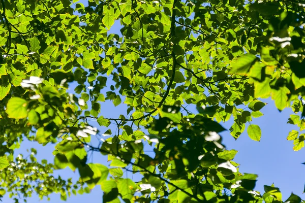 Ağaç karşı mavi gökyüzü güneşli bir günde yaprak. — Stok fotoğraf