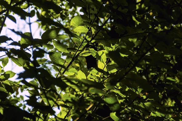 Zielone liście w jesienny dzień — Zdjęcie stockowe