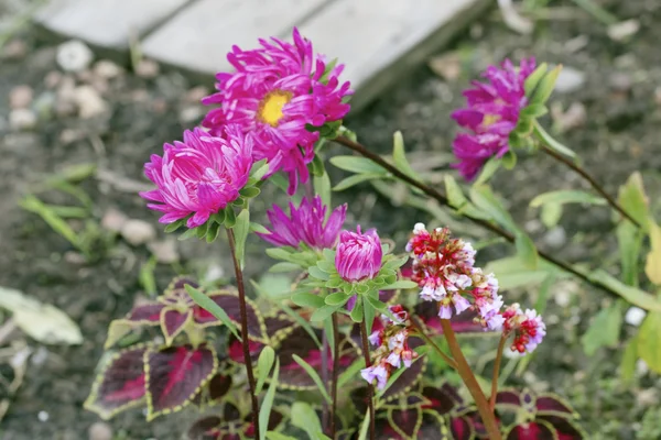 Темно-розовые астры в саду — стоковое фото