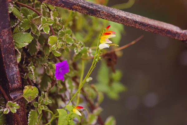 Bellissimi fiori in un vecchio giorno di recinzione arrugginita — Foto Stock