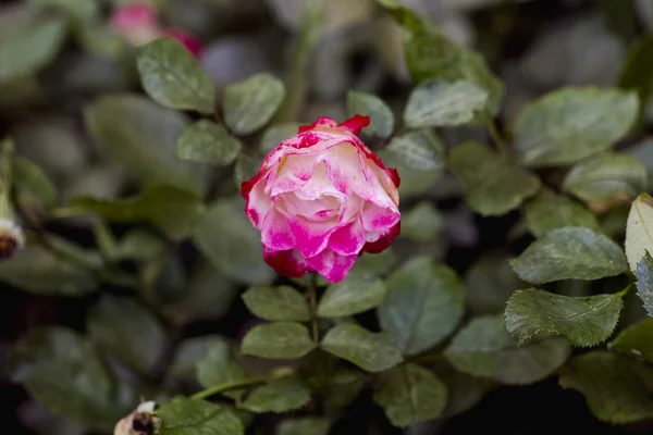 Lonely gentle sad pink rose in the garden — Stock Photo, Image