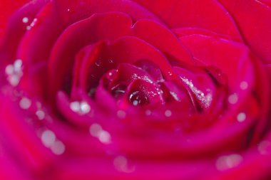 Kırmızı çiçek açan su damlaları ile yükseldi