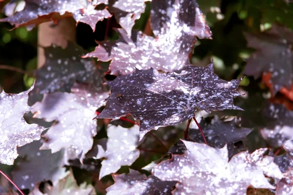 Bordo yaprakları ile akçaağaç — Stok fotoğraf