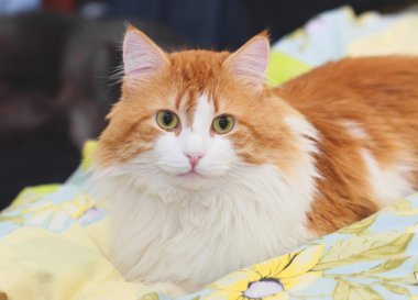 Yatakta güzel kırmızı kedi
