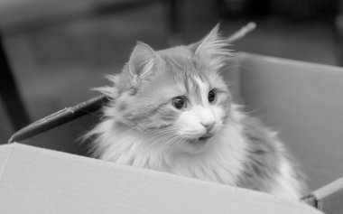 Kutu siyah beyaz kedi