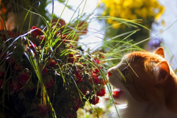 Gato rojo y ramo de flores — Foto de Stock