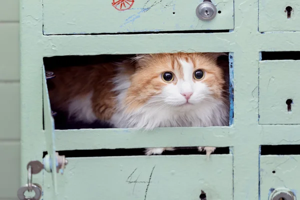 Posta kutusunda kırmızı kedi