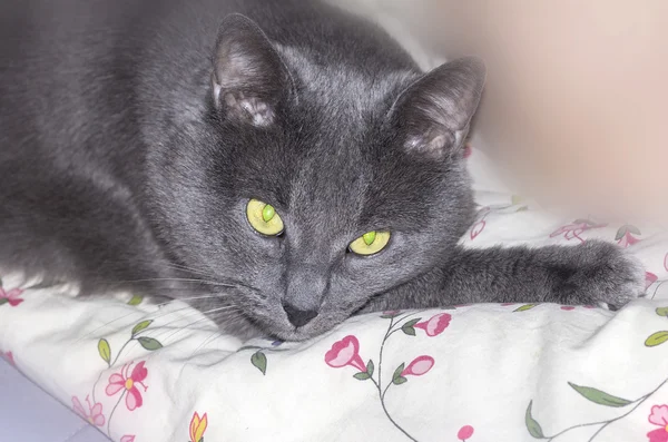 Gato cinzento brooding — Fotografia de Stock